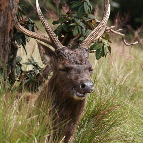 7 Days Wildlife, Rainforest & Highland Adventure