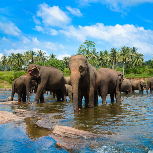 8 Days Ancient Kingdoms & Scenic Sri Lanka Adventure
