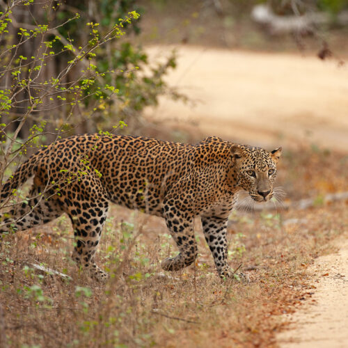 9 Days Ultimate Sri Lanka Escape